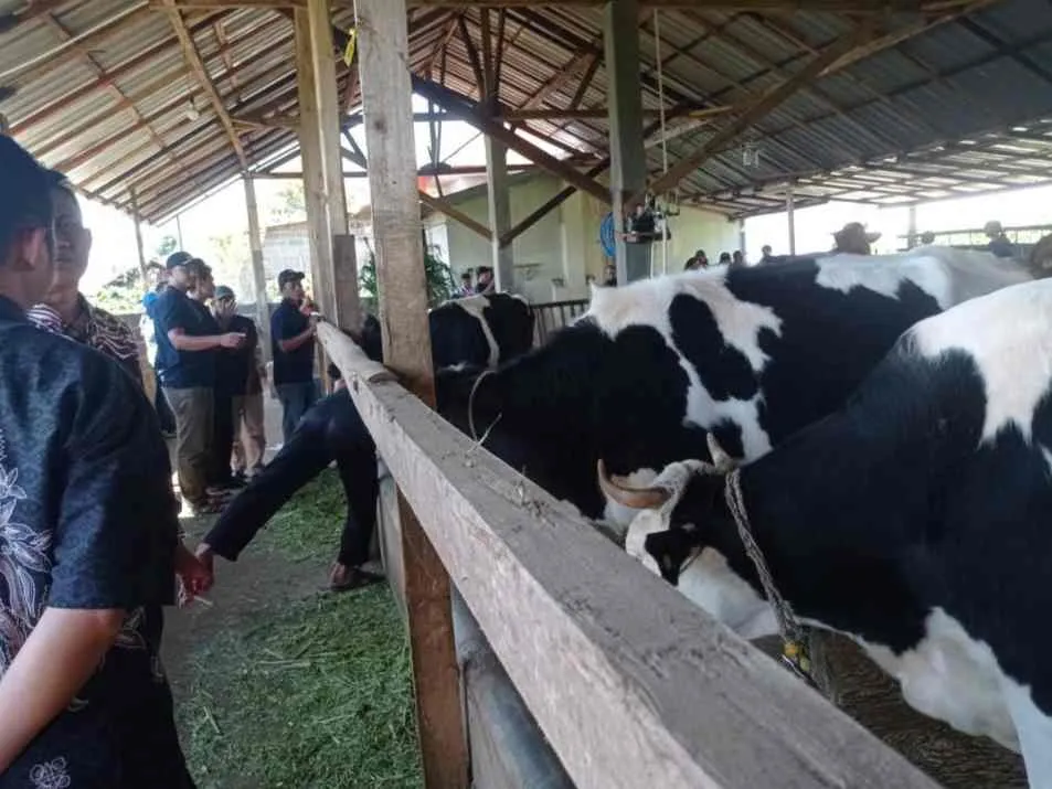 Ingin Merubah Pendapatan, Petani Teh Beralih Menjadi Peternak Sapi Pareh,