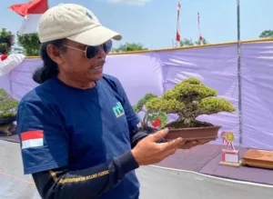 400 Bonsai Terbaik Dipamerkan, Segini Harga Bonsai yang Menang Kontes