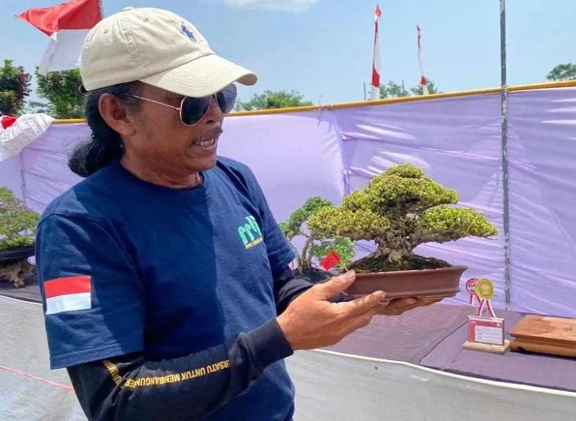 400 Bonsai Terbaik Dipamerkan, Segini Harga Bonsai yang Menang Kontes