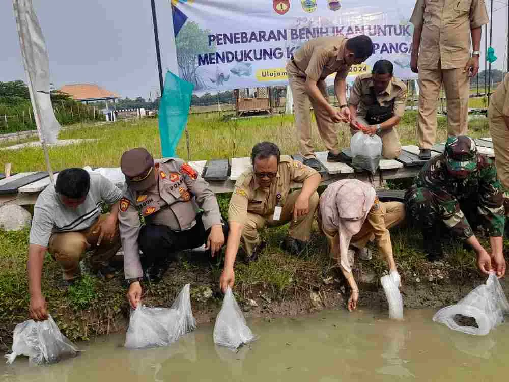 Dukung Program Ketahanan Pangan, Disperik dan Forkompincam Ulujami Tebar Benih Ikan Nila
