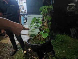 Pelaku Pencurian Bonsai Ditangkap Polisi Saat Sedang Beraksi