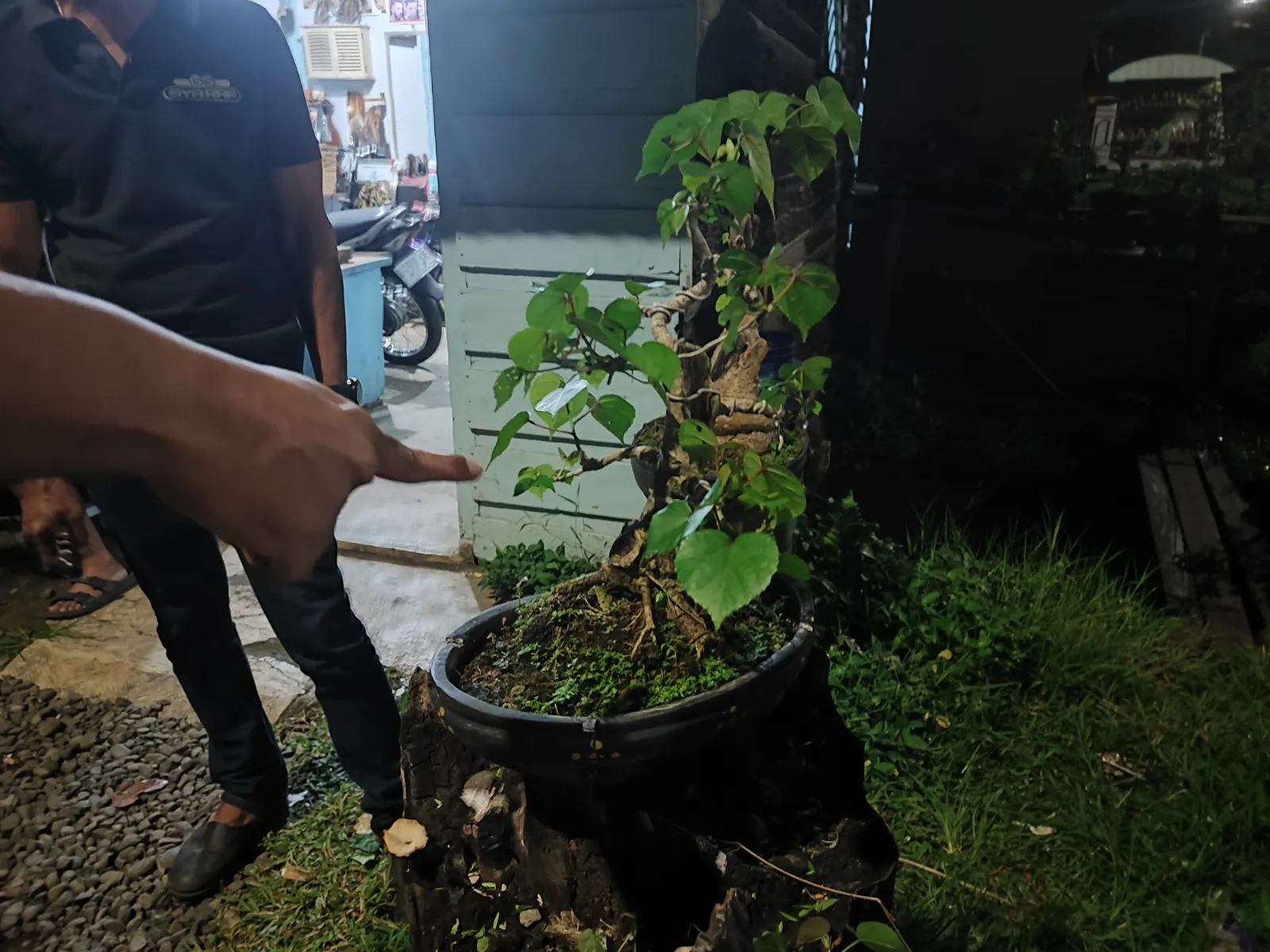 Pelaku Pencurian Bonsai Ditangkap Polisi Saat Sedang Beraksi
