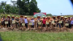Sinergi Polri dan Petani Sambiroto Wujudkan Panen Raya Jagung Kuartal III