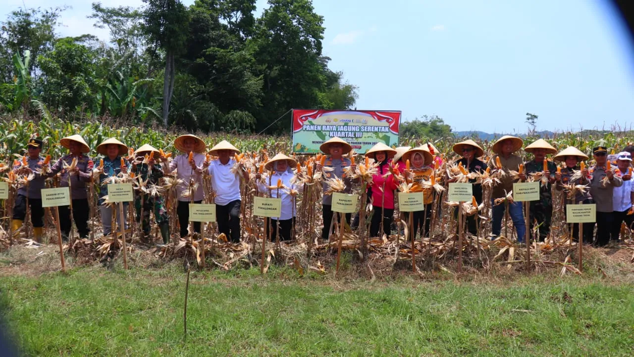 Sinergi Polri dan Petani Sambiroto Wujudkan Panen Raya Jagung Kuartal III
