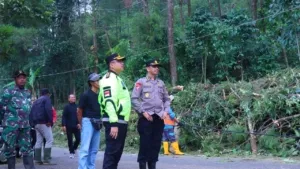 Sejumlah Pohon di Petungkriyono Pekalongan Tumbang