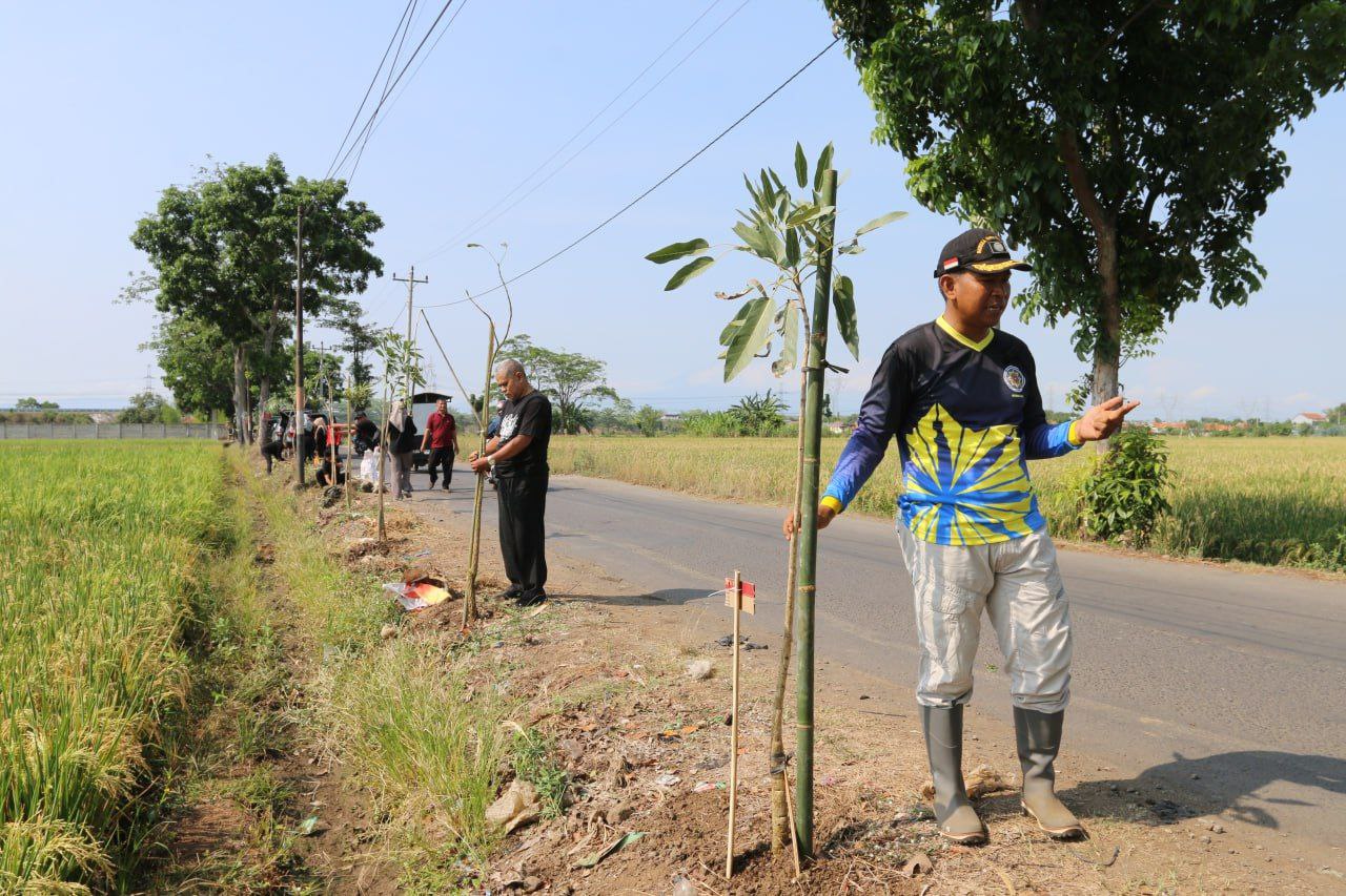 Wujudkan Misi Hijau dan Apik, OPD Keroyokan Tanam Ratusan Pohon Tabebuya