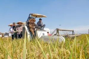 Jawa Tengah Jadi Salah Satu Penopang Pangan Nasional, Capai Target Produksi 10,5 Ton GKG