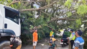 Gerak Cepat Polsek Bojong Evakuasi Pohon Tumbang Akibat Laka Tunggal di Sembungjambu